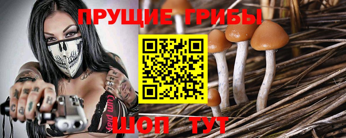 где можно купить   Вход с VPN  Амурск  Галлюциногенные грибы Psilocybine cubensis  Галлюциногенные грибы Cubensis 